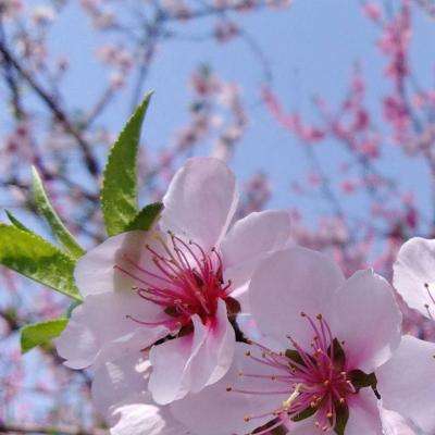 大只500注册下载